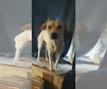 Small #3 Jack Russell Terrier Mix