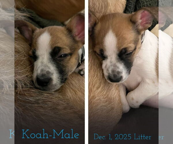 Medium Photo #2 Rat-Cha Puppy For Sale in Grafton, WI, USA