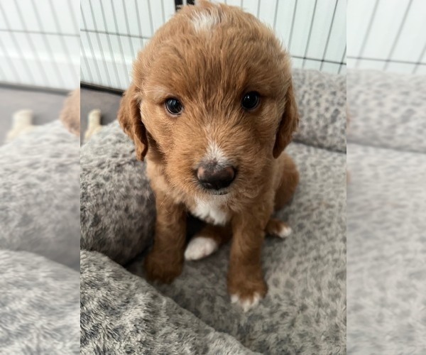 Medium Photo #2 Goldendoodle Puppy For Sale in LAKEWOOD RANCH, FL, USA
