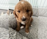 Small #1 Goldendoodle