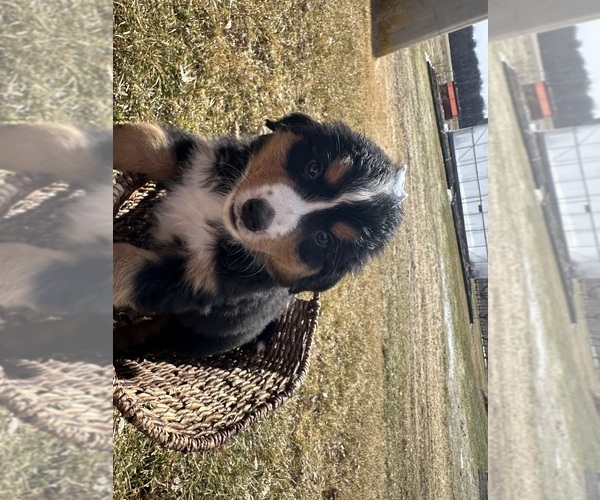 Medium Photo #6 Bernese Mountain Dog Puppy For Sale in ATHENS, WI, USA