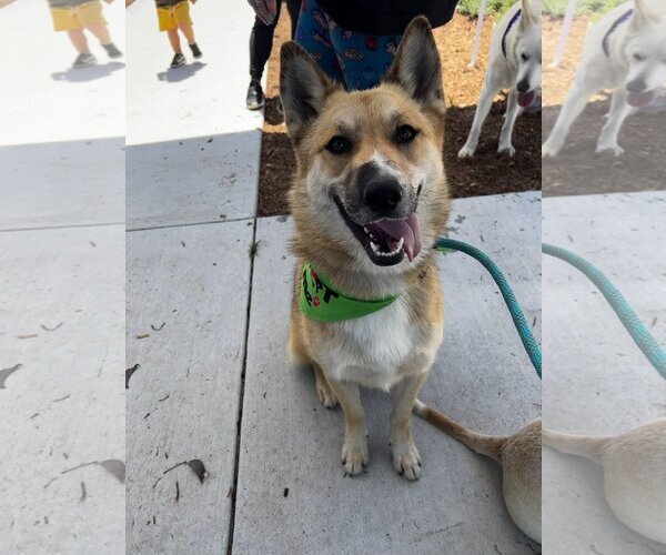 Medium Photo #4 Australian Shepherd-Retriever  Mix Puppy For Sale in Newport Beach, CA, USA