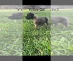 Puppy Yellow collar Mastiff