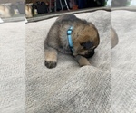 Small Photo #2 German Shepherd Dog Puppy For Sale in GRAND ISLAND, FL, USA