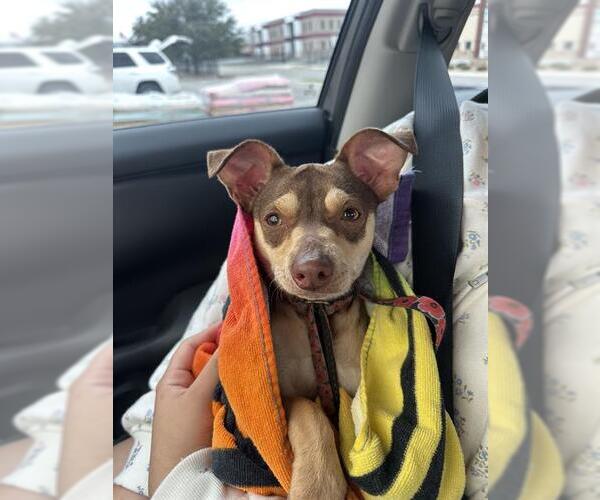 Medium Photo #1 Chihuahua Puppy For Sale in San Antonio, TX, USA