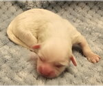 Small #4 Havanese