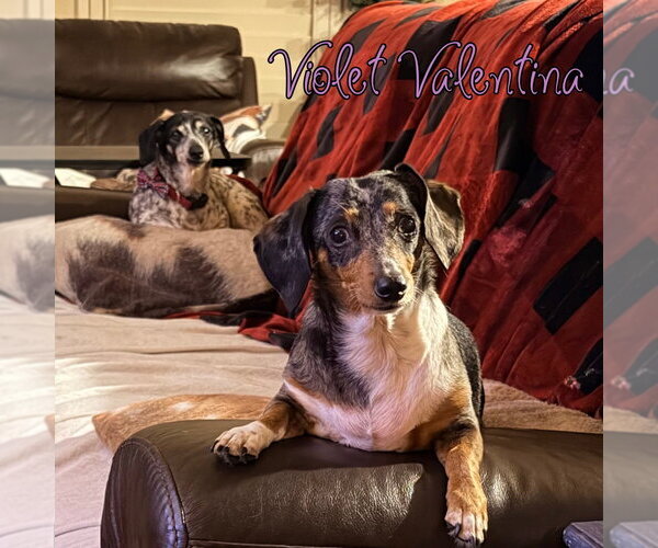 Medium Photo #9 Dachshund Puppy For Sale in San Antonio, TX, USA