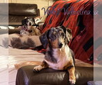 Small #8 Dachshund
