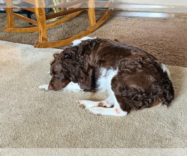 Medium Photo #4 Brittany Puppy For Sale in Curwensville, PA, USA