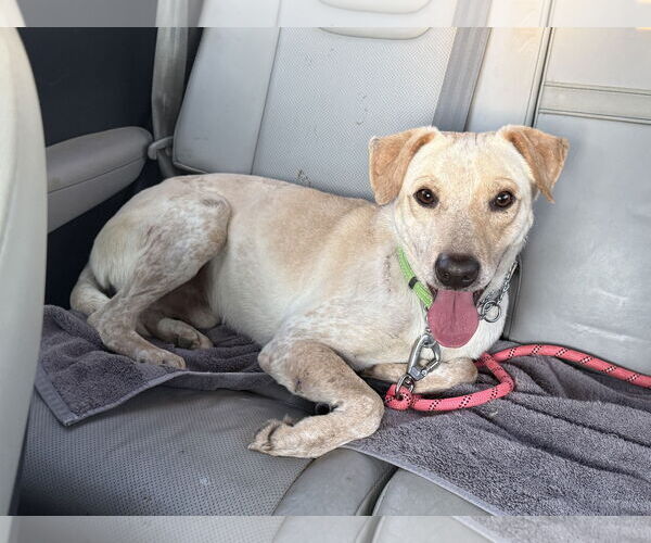 Medium Photo #1 Labrador Retriever-Unknown Mix Puppy For Sale in The Woodlands, TX, USA