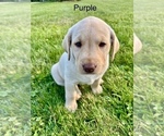 Puppy Purple Labrador Retriever