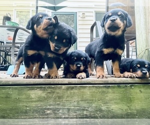 Rottweiler Puppy for sale in CHARLOTTE, NC, USA