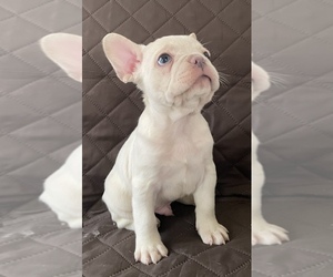 French Bulldog Puppy for sale in MIAMI, FL, USA