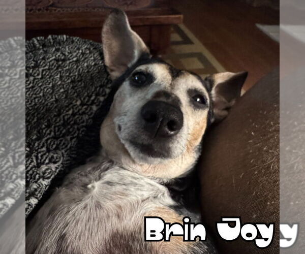 Medium Photo #9 Dachshund Puppy For Sale in San Antonio, TX, USA