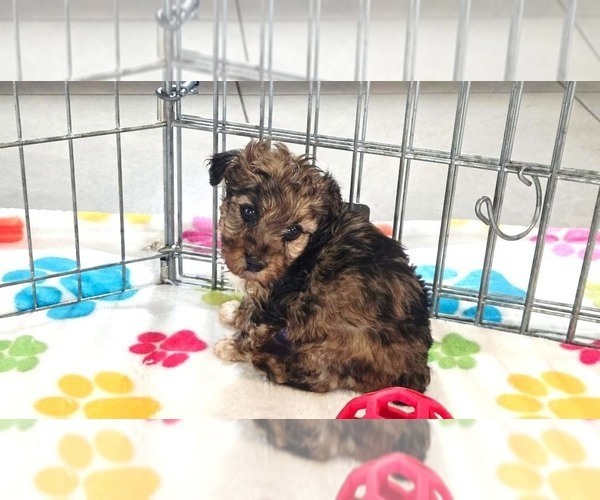 Medium Photo #12 Yorkipoo Puppy For Sale in ORO VALLEY, AZ, USA