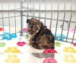 Small #11 Yorkipoo