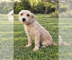 Lena - Female Mutt Dog for Adoption - Photo #3