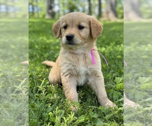 Golden Retriever Litter for sale in SWANTON, MD, USA