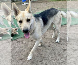 Sunny - Female Siberian Husky-Unknown Mix Dog for Adoption - Photo #12