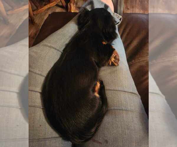 Medium Photo #8 Dachshund Puppy For Sale in TROY, PA, USA