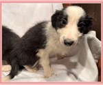 Small Photo #12 Border Collie Puppy For Sale in MOSIER, OR, USA
