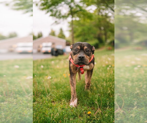 Medium Photo #11 American Staffordshire Terrier Puppy For Sale in Lawrenceville, NJ, USA