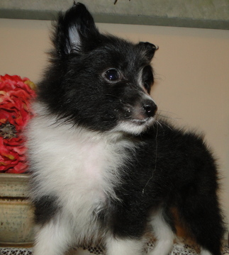Medium Photo #1 Pomeranian Puppy For Sale in STATHAM, GA, USA