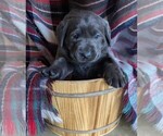 Small #2 Labrador Retriever