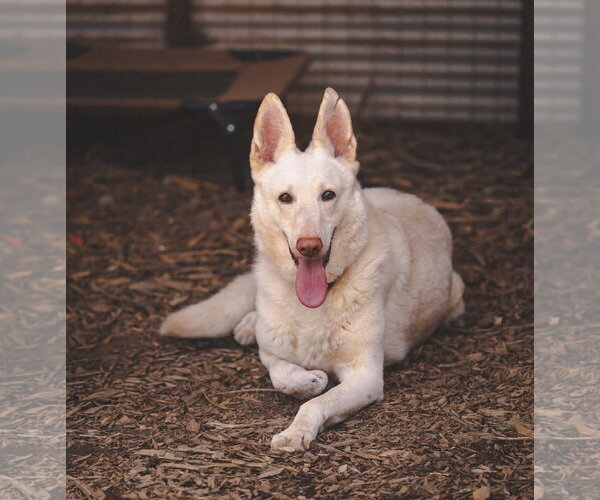 Medium Photo #2 - Mix Puppy For Sale in Rustburg, VA, USA