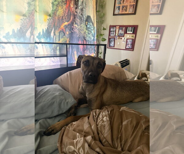 Medium Photo #5 Black Mouth Cur-German Shepherd Dog Mix Puppy For Sale in Aurora, CO, USA