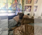 Small #4 Black Mouth Cur-German Shepherd Dog Mix