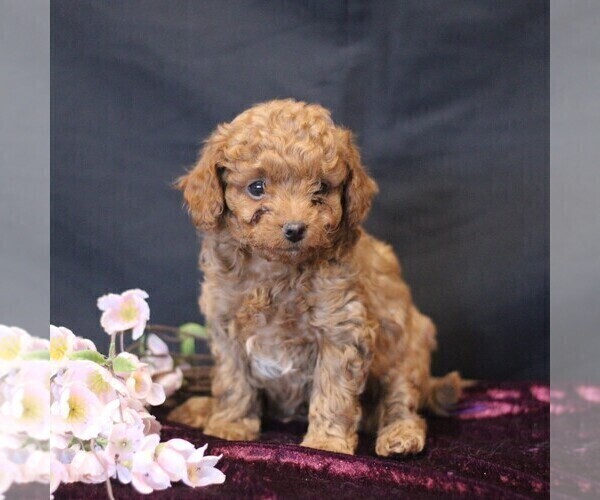 Medium Photo #2 Cavapoo (Miniature) Puppy For Sale in MILLERSTOWN, PA, USA