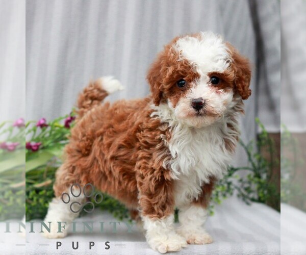 Medium Photo #3 Poodle (Miniature) Puppy For Sale in LITITZ, PA, USA