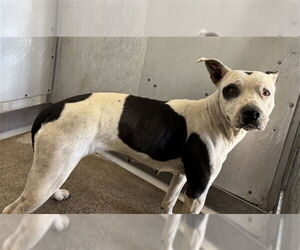 Mutt Dogs for adoption in San Bernardino, CA, USA