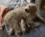 Small #1 Labradoodle