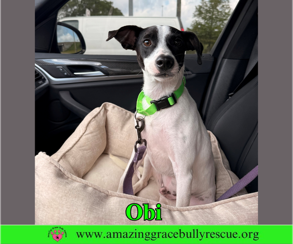Medium Photo #2 Jack Russell Terrier-Unknown Mix Puppy For Sale in Milton, FL, USA