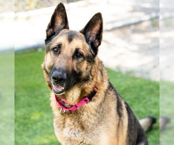 Medium Photo #2 German Shepherd Dog Puppy For Sale in Camarillo, CA, USA