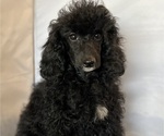 Puppy 4 Poodle (Miniature)