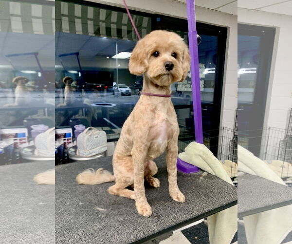 Medium Photo #4 Poodle (Miniature) Puppy For Sale in Santa Clarita, CA, USA