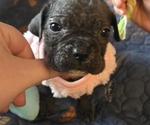 Small Photo #34 Cane Corso Puppy For Sale in HENRY, VA, USA