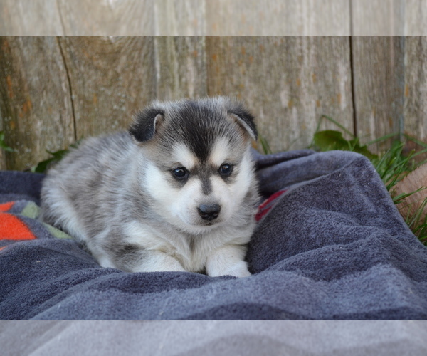 Medium Photo #2 Alaskan Klee Kai Puppy For Sale in GREENWOOD, WI, USA