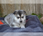Small #1 Alaskan Klee Kai