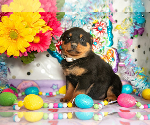 Rottweiler Litter for sale in WEST FARMINGTON, OH, USA