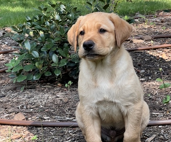Medium Photo #1 Labrador Retriever Puppy For Sale in DENTON, TX, USA