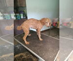 Small Poodle (Miniature)