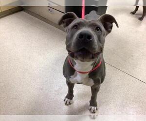 Mutt Dogs for adoption in Riverside, CA, USA