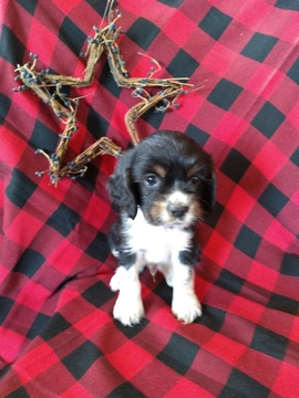 Medium Photo #3 Cocker Spaniel Puppy For Sale in ATKINSONS MILLS, PA, USA