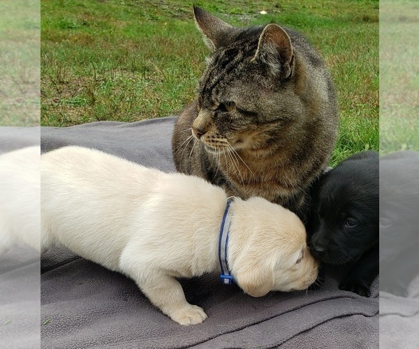 Medium Photo #97 Labrador Retriever Puppy For Sale in OLYMPIA, WA, USA