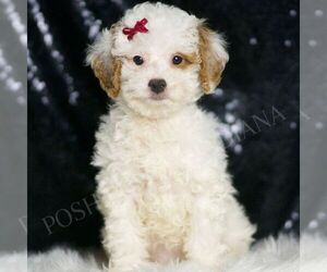 Poodle (Toy) Puppy for sale in WARSAW, IN, USA