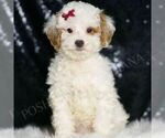 Image preview for Ad Listing. Nickname: Zuri